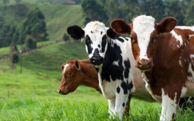 The Dark Side of Dairy: Can Industrial Dairy Farming Ever be Sustainable?