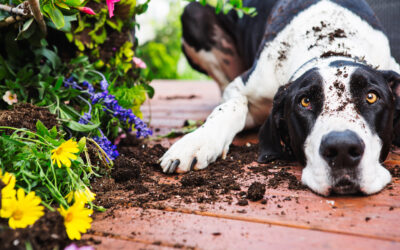 The dirty environmental paw print of pets