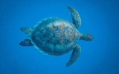 Microplastics, Part 3: Skip the straw, save a turtle