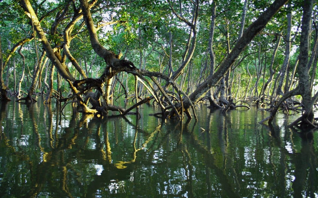 Blue carbon mangrove forest.