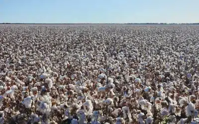 Protecting nature: The new standard for luxury fashion