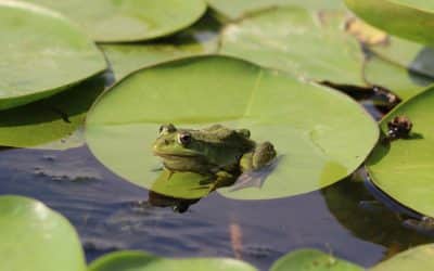 10 Tips for a Fruitful Nature Strategy