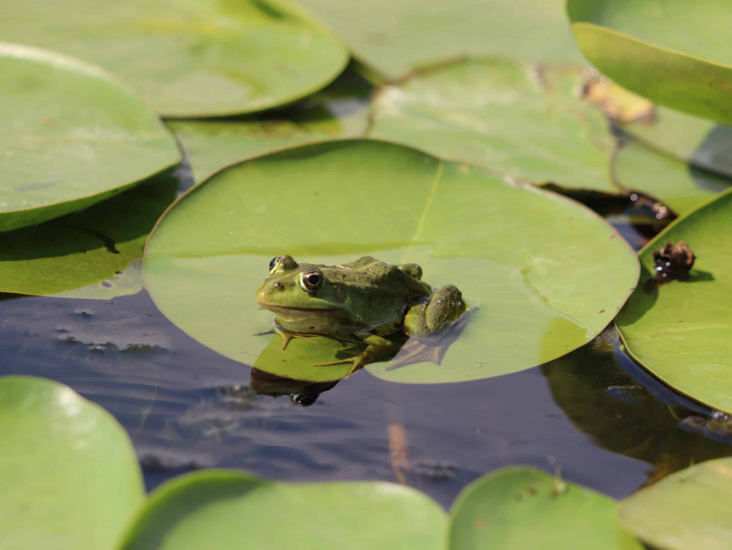 A frog plans its next move